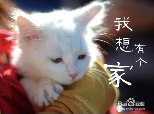 如何跟流浪猫接触