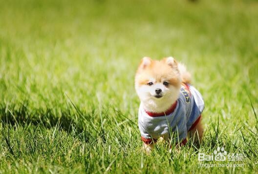 狗狗耳螨小妙招