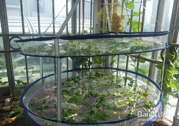 如何去除蔬菜农药