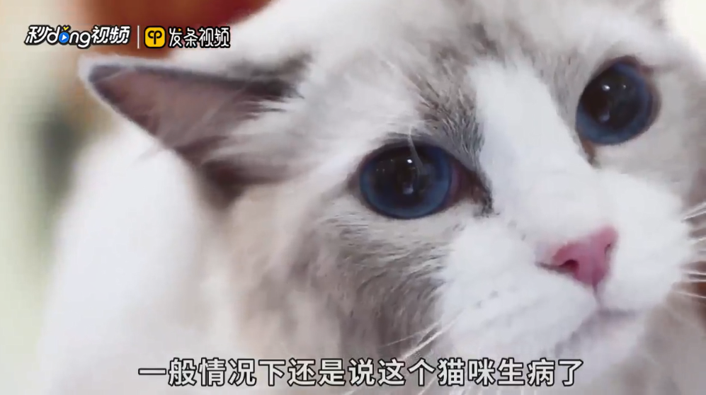 猫越来越瘦突然死了是怎么回事