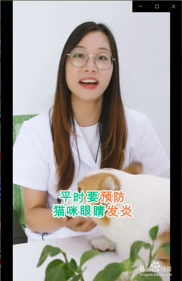 猫咪眼睛红肿流眼泪是怎么回事