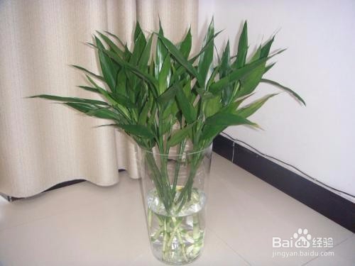 富贵竹杆发黄怎么办