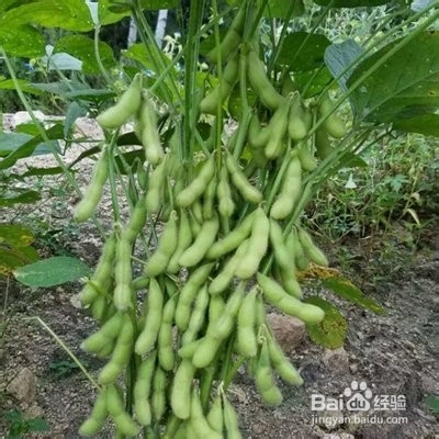 痒痒粉的简单制作方法