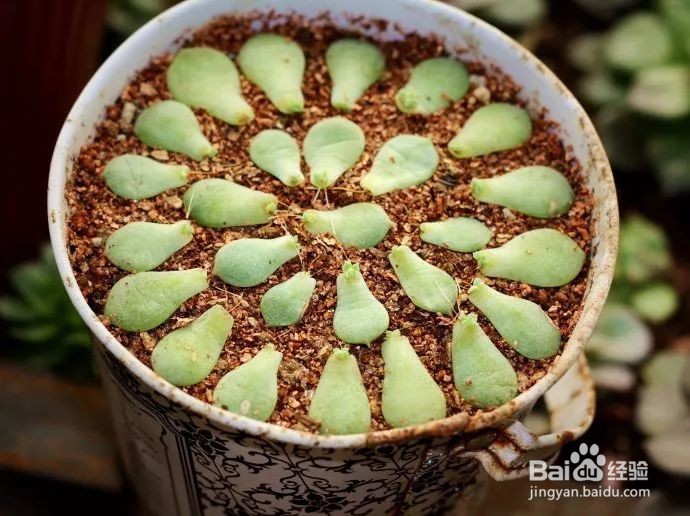 这样叶插多肉叶片轻松变成小森林！