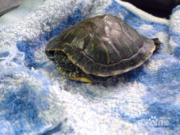 乌龟应该怎么养才好？