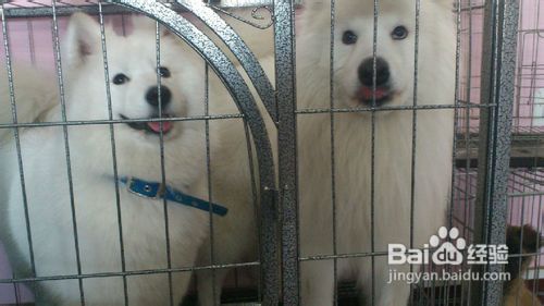 这里介绍几种让萨摩耶多吃狗粮的方法