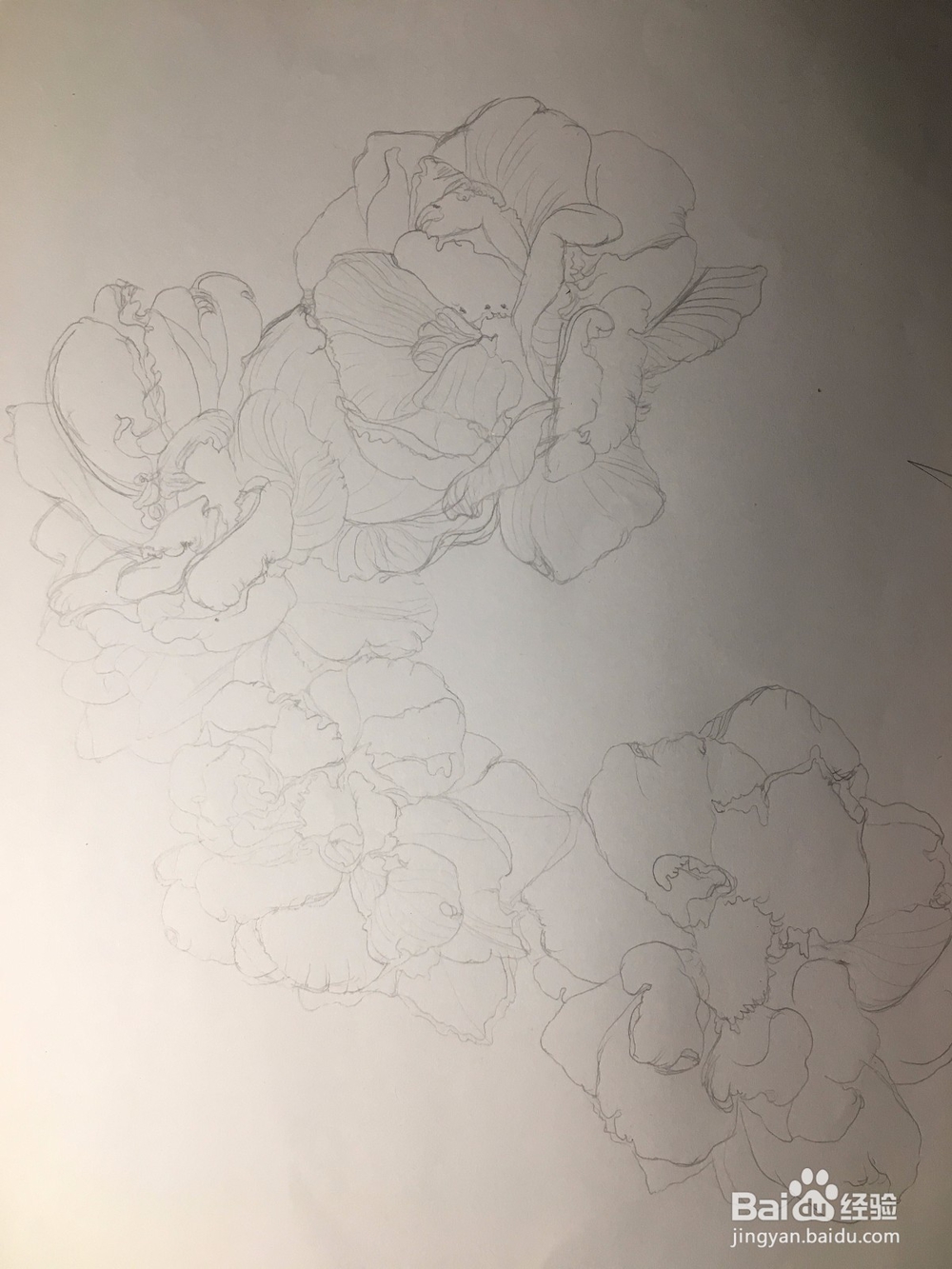 月季花的画法 月季简笔画 三朵月季的线描画教程