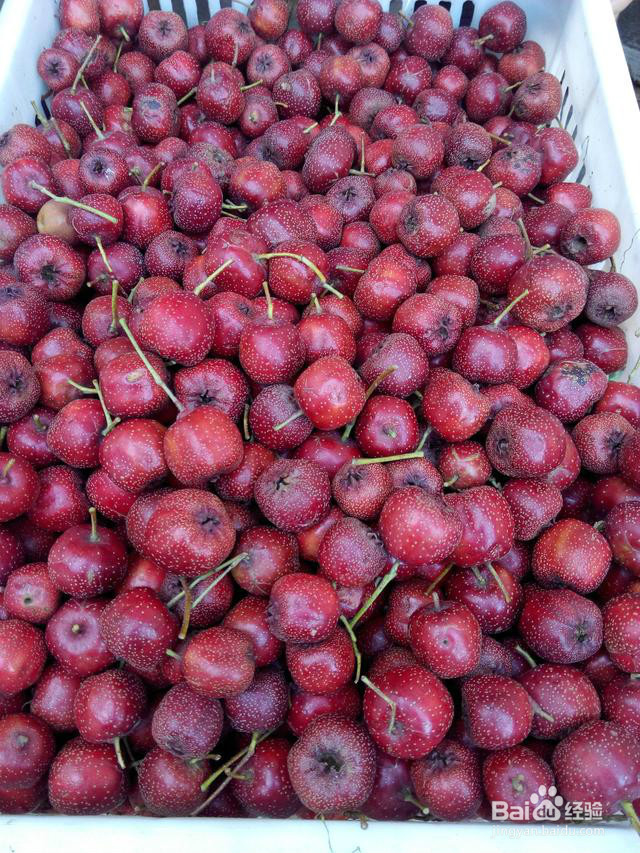 自制罐头，好吃好看又健康