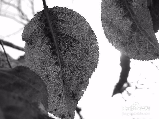 虚化与黑白，手机摄影技巧解读