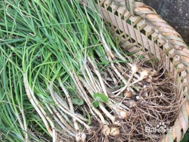 薤白对人有哪些好处？