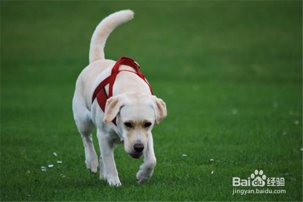 养拉布拉多需要注意些什么事情?