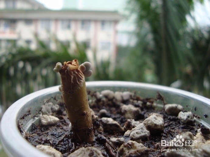 多肉植物的繁殖方法有哪些