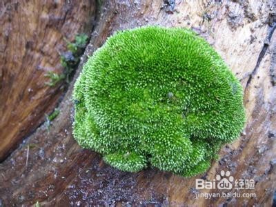 手把手教您制作苔藓微景观