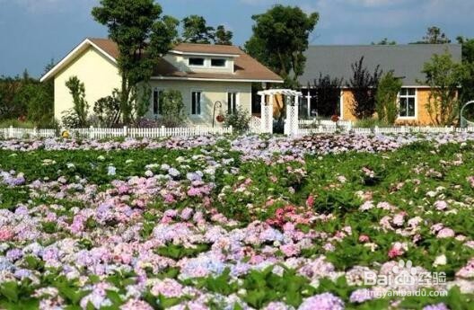 刷爆朋友圈的粉色花海