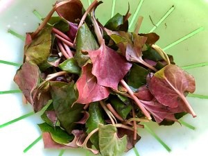 教你怎么做鱼腥草（折耳根）炒腊肉