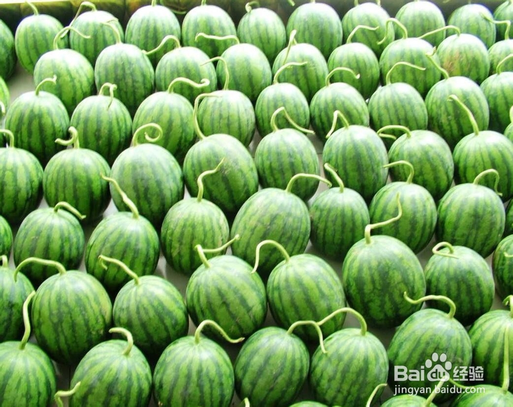 怎么挑选西瓜最甜最好吃