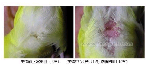 虎皮鹦鹉内脏结构图图片