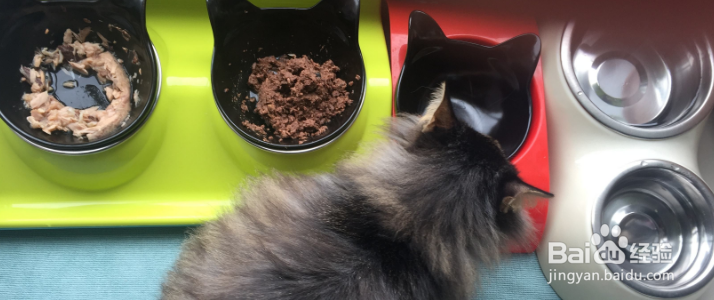 有哪些事情是不能对猫咪做的？