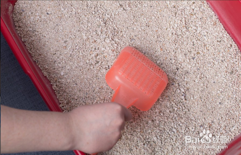 2种方法如何保护您的猫免受寄生虫的伤害