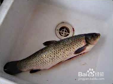 怎么做酸菜鱼—手把手教你做酸菜鱼！