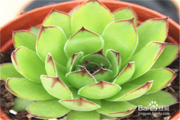 观音莲的养殖方法和注意事项都有哪些？