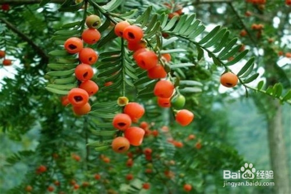 红豆杉的养殖方法和注意事项有哪些？