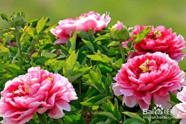 牡丹花怎么栽培