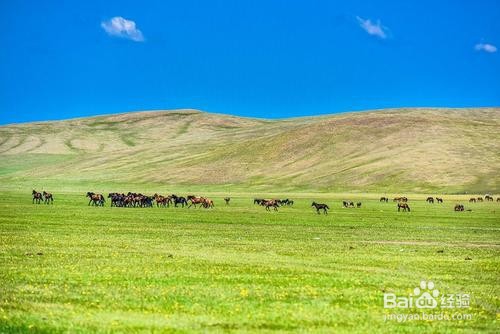 内蒙古呼伦贝尔大草原旅游攻略