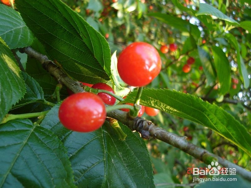 2013年青岛樱桃节旅游