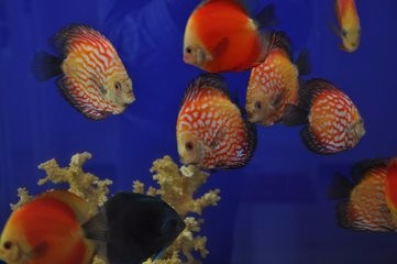 怎么选留丽鱼的种鱼(好鱼)?