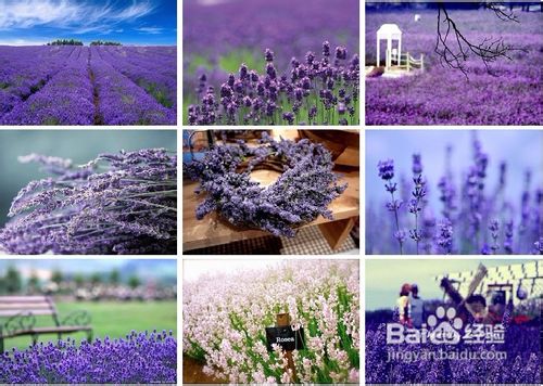 普罗旺斯薰衣草之恋