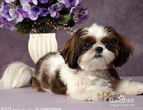 怎么防止狗狗捡垃圾吃的坏习惯？