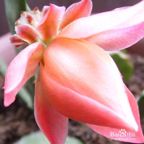 鱼骨令箭荷花的养殖方法和注意事项