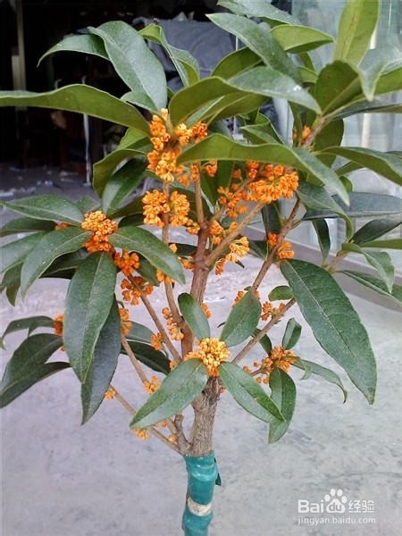 四季桂花的养殖方法和注意事项