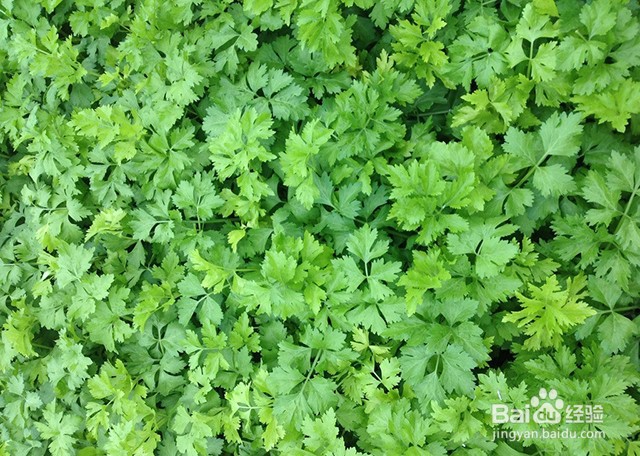 芹菜的施肥特性和施肥要点有什么