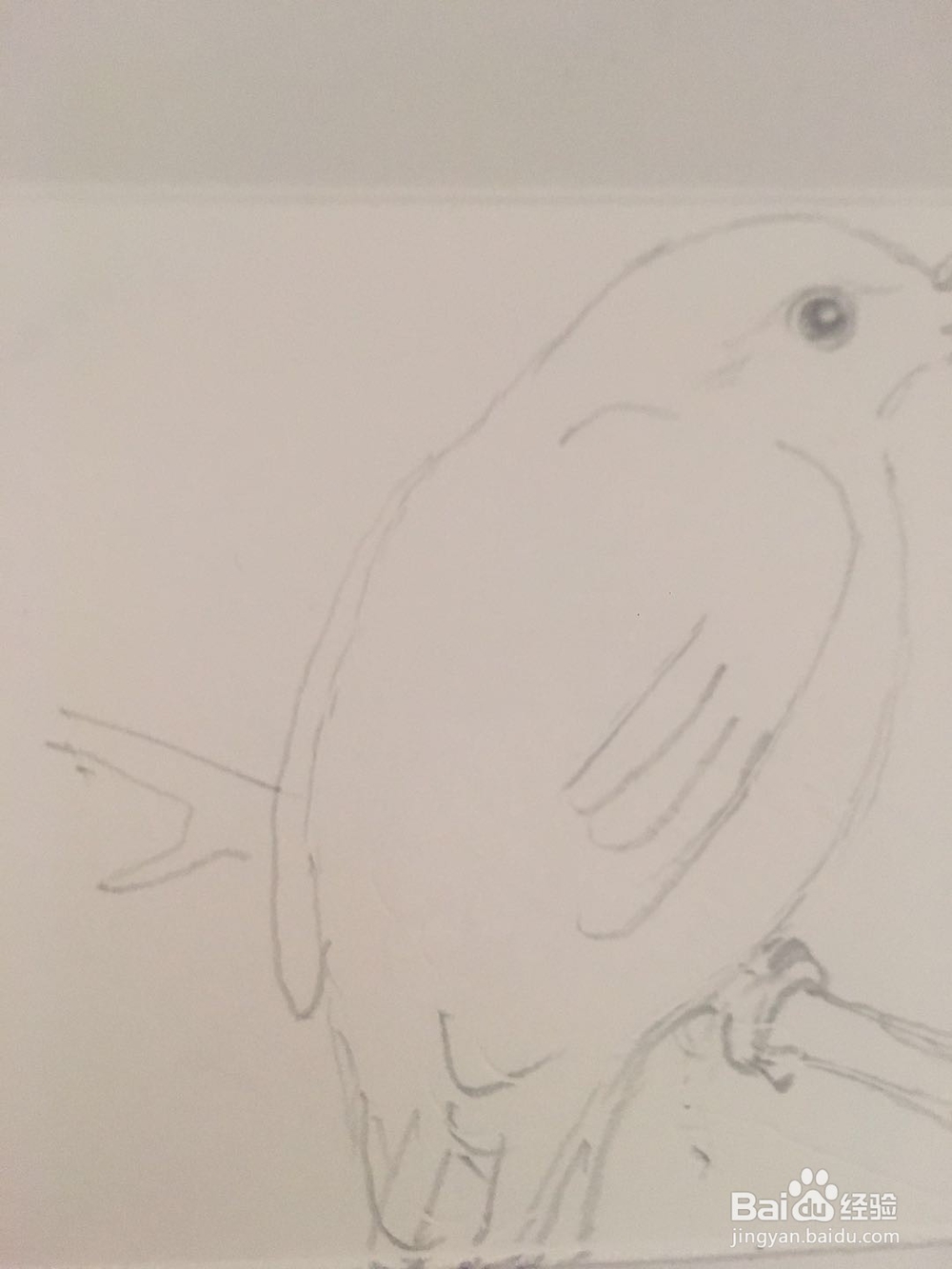 怎样画一只翠鸟的彩铅画呢