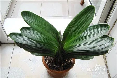 君子兰下垂的解决方法