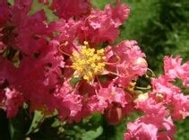 华东各省的省花的作用与价值