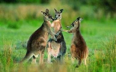 澳洲移民入籍条件和优缺点