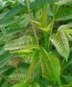 有哪些可食用植物的根、茎