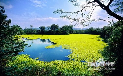 春季国外旅游赏花攻略