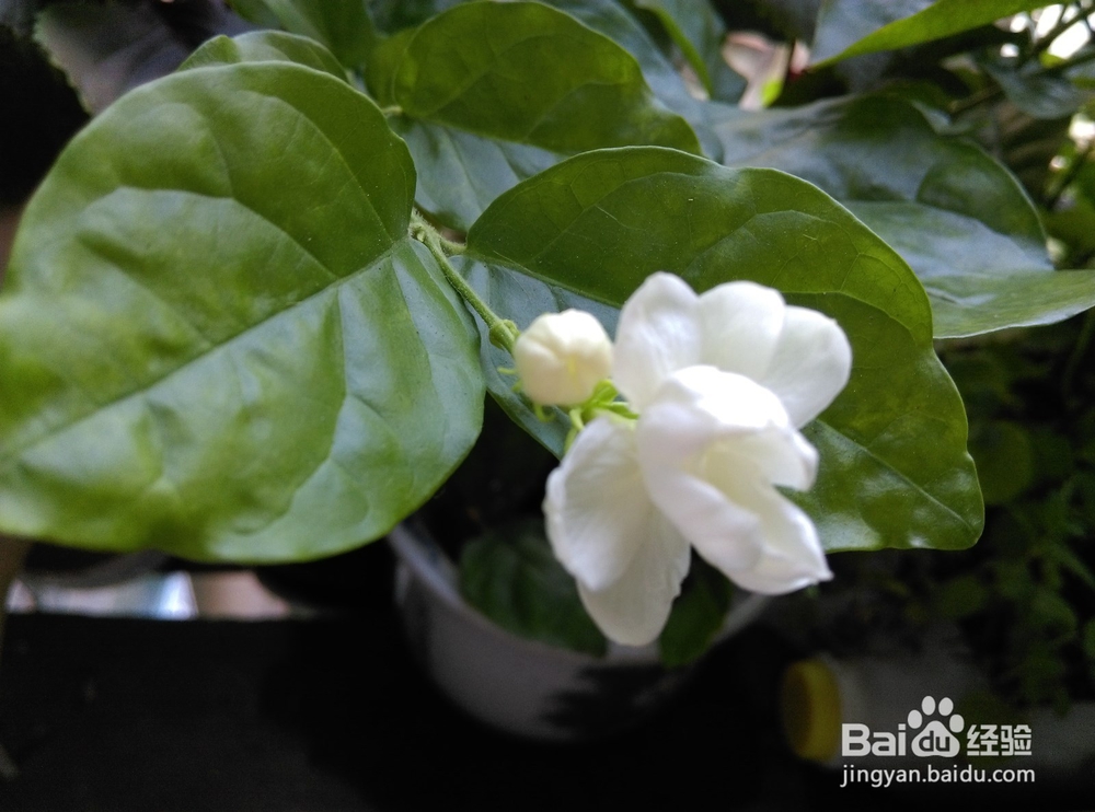 养花的浇水问题