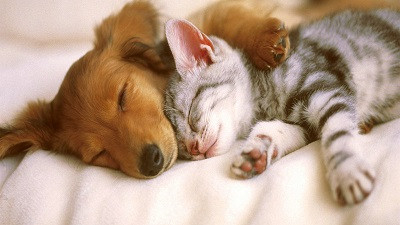 为什么睡觉越睡越累