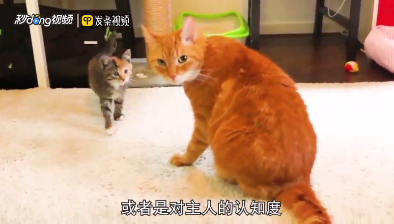 金吉拉猫认主人的吗
