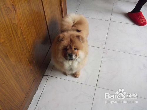 如何了解松狮犬的真正意图是什么