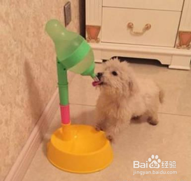 十一长假你出门了，狗怎么办？