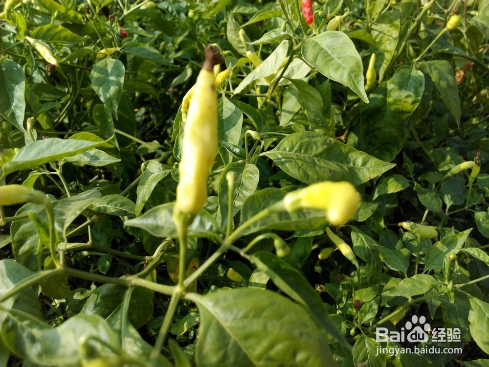 周末去哪里——带孩子去田间走走