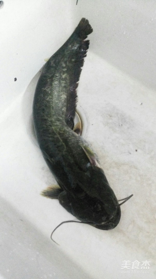 鲜活野生鲶鱼一条