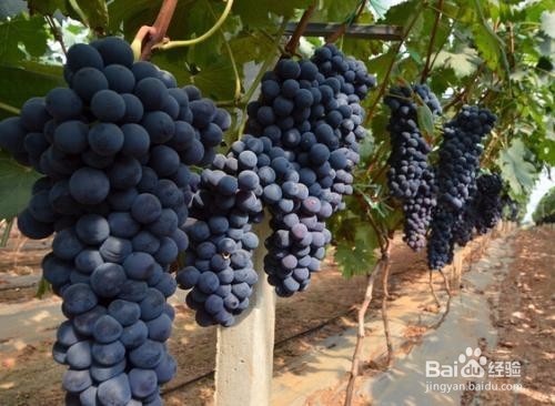 吃葡萄皮都有啥好处