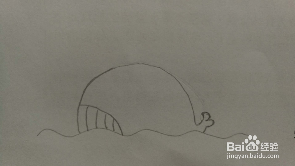鲸鱼——简笔画